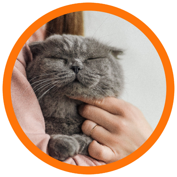 Для котів